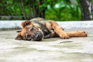 chiot errant se trouve sur le trottoir photo