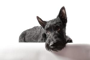 Chiot terrier écossais noir sur fond blanc photo