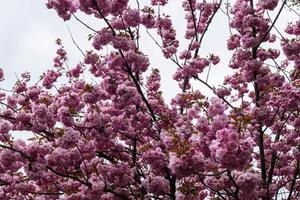 arbres fruitiers en fleurs dans le vieux pays près de hambourg allemagne photo