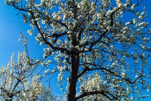 arbres fruitiers en fleurs dans le vieux pays près de hambourg allemagne photo