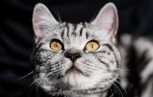 chat britannique à poils courts gris
