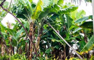 bananes sur une plantation sur l'île de Madère photo