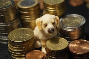 quel est le prix d'un animal de compagnie photo