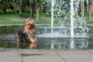 Heat wet yorkshire terrier se baigne dans une fontaine piétonne