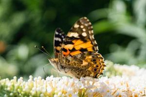 papillon vanessa cardui ou cynthia cardui dans le jardin photo