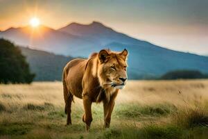 une Lion est en marchant dans le herbe à le coucher du soleil. généré par ai photo