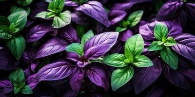 magnifique basilic fermer. rosée gouttes sur feuilles. vert et violet basilic. génératif ai photo