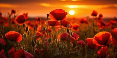 champ de coquelicots à aube. coquelicot journée. Mémoire de tout le soldats qui décédés dans guerres impliquant génial grande-bretagne. génératif ai photo