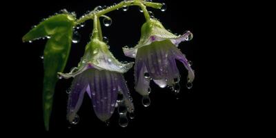 réaliste image de solanum sur une foncé Contexte. génératif ai photo