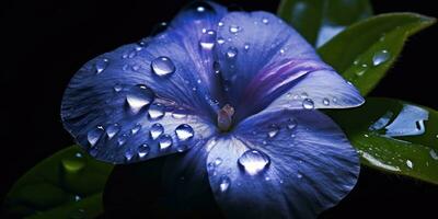 magnifique pervenche fleur avec gouttes de pluie. génératif ai photo