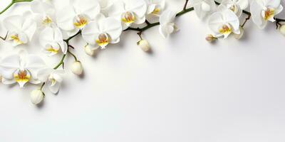 fleurs sur une blanc orchidée branche sur blanc arrière-plan, espace pour texte ou produit. génératif ai photo