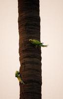 perroquets sur une branche d'arbre photo