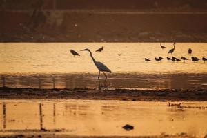 oiseau marchant dans l'eau , oiseaux volant , coucher de soleil sur le lac photo