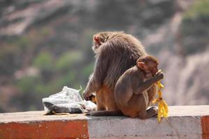 singe macaque rhésus , singe assis sur le mur , mangeant de la banane photo