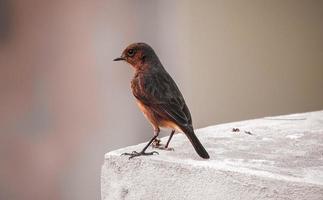 oiseau assis sur le mur photo