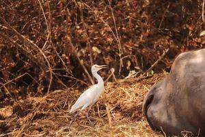 oiseau marchant sur le sol, fond nature photo