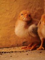 petit poussin à la maison, poussin en famille photo