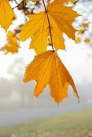 Orange Jaune l'automne érable feuilles dans brouillard. l'automne saison, octobre, novembre photo