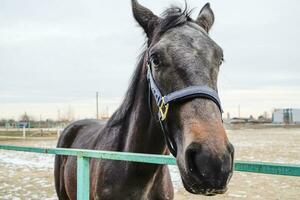 le cheval marchait autour le stade photo