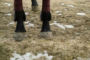 le cheval marchait autour le stade photo