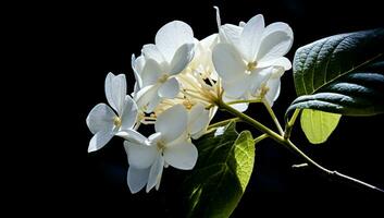 blanc Hortensia fermer avec génial détail. ai généré photo