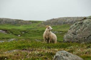 détail de l'islande luxuriant Naturel paysage photo