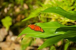 magnifique et coloré image de une papillon repos sur une fleur photo