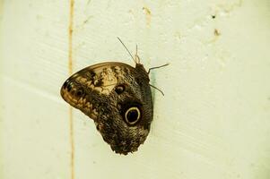 le beauté de le couleurs et modèle de une papillon photo