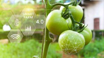 tomates dans serre avec infographies, intelligent agriculture et précision agriculture 4.0 avec visuel icône, numérique La technologie agriculture et intelligent agriculture concept. photo