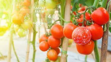 tomates dans serre avec infographies, intelligent agriculture et précision agriculture 4.0 avec visuel icône, numérique La technologie agriculture et intelligent agriculture concept. photo