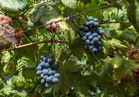 raisin noir dans les vignobles de murcie, espagne