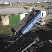 les olives arrivent au moulin pour faire l'huile, toledo, espagne photo