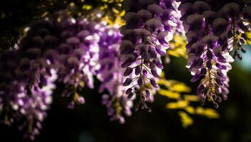 vibrant illustration proche en haut de floraison glycine photo