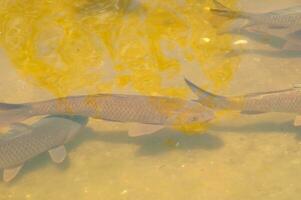 poisson dans une transparent vert l'eau Lac photo