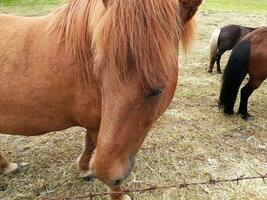 typique cheval de le île de Islande photo