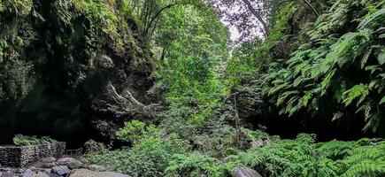 los tilos forêt sur le île de la palme, une endroit de indescriptible beauté photo