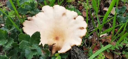 détail de une sauvage champignons dans leur Naturel environnement photo