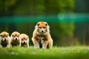 une groupe de chiots en marchant dans le herbe. généré par ai photo