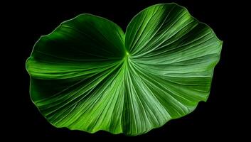 fermer de une grand feuille contre lumière dans noir arrière-plan. ai généré photo