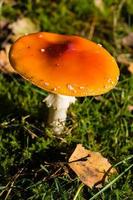champignons du sol d'une forêt photo