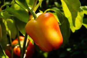 légume épicé au piment rouge photo