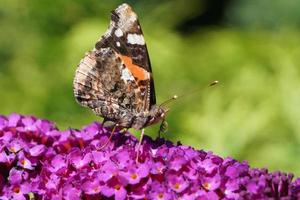 papillon vanessa atalanta photo