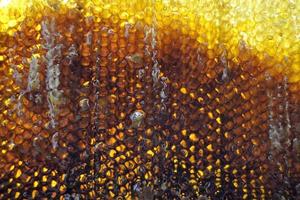 goutte de miel d'abeille goutte de nids d'abeilles hexagonaux photo