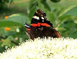 grand monarque papillon noir marche sur une plante avec des fleurs