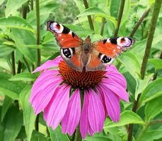 grand monarque papillon noir marche sur une plante avec des fleurs photo