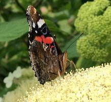 grand monarque papillon noir marche sur une plante avec des fleurs photo