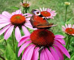 grand monarque papillon noir marche sur une plante avec des fleurs