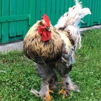 coq d'oiseau à la recherche de nourriture dans l'herbe verte photo