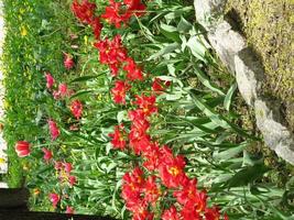 tulipe fleur rouge en fleurs avec des feuilles vertes, nature vivante