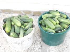 concombre de légumes verts mûrs entiers, repas en tranches rondes photo